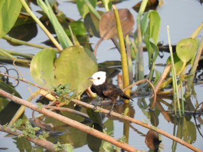Barrett_DSCN5474_White-headed Marsh Tyrant_male.JPG