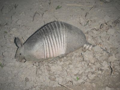 Barrett_DSCN5533_Nine-banded Armadillo.JPG