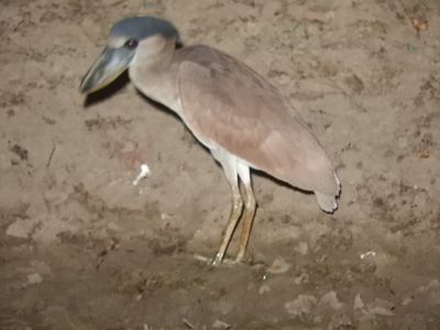 Barrett_DSCN5548_Boat-billed Heron.JPG