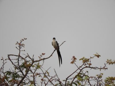 Barrett_DSCN5553_Fork-tailed Flycatcher.JPG