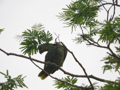 Barrett_DSCN5569_Turquoise-fronted Parrot.JPG
