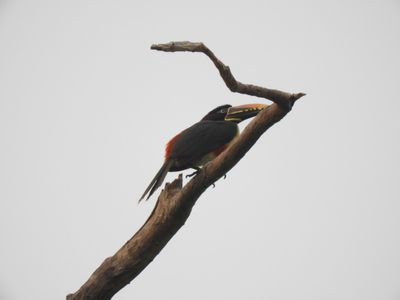 Barrett_DSCN5571_Chestnut-eared Aracari.JPG