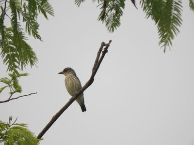 Barrett_DSCN5576_Black-tailed Tityra.JPG