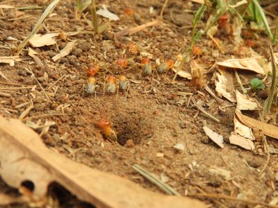 Barrett_DSCN5580_Syntermes termites.JPG