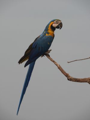 Barrett_DSCN5596_Blue-and-yellow Macaw.JPG