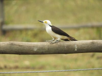 Barrett_DSCN5605_White Woodpecker.JPG