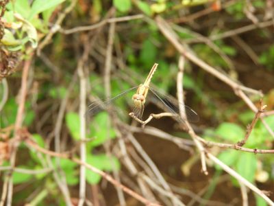 Barrett_DSCN5632_Dragonlet sp.JPG