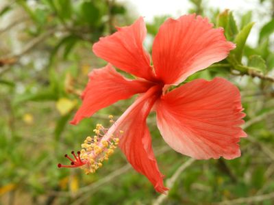 Barrett_DSCN5639_Hibiscus.JPG