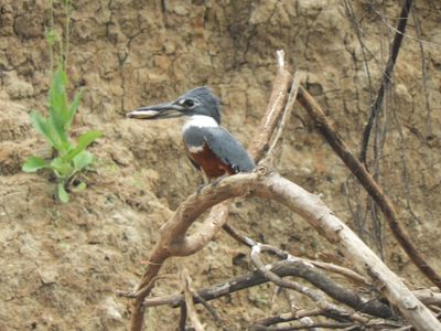 Barrett_DSCN5660_Ringed Kingfisher.JPG