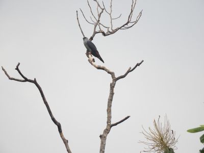 Barrett_DSCN5672_Plumbeous Kite.JPG