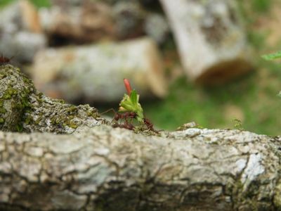Barrett_DSCN5715_leaf-cutter ant sp.JPG