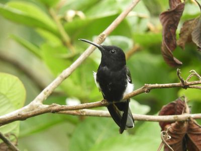 Barrett_DSCN5755_Black Jacobin.JPG