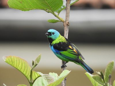 Barrett_DSCN5756_Green-headed Tanager.JPG