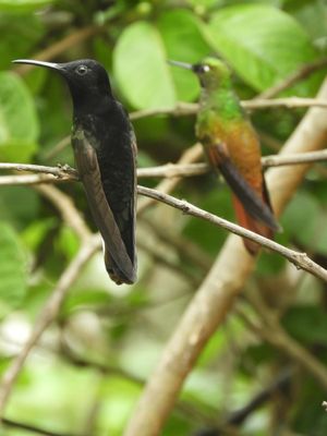 Barrett_DSCN5763_Black Jacobin and Brazilian Ruby_female.JPG
