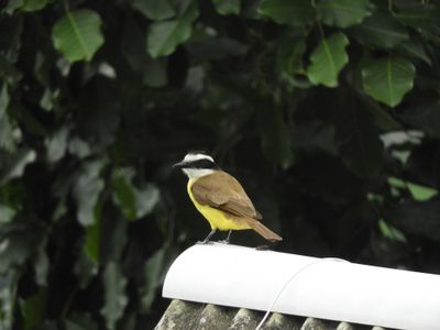 Barrett_DSCN5768_Great Kiskadee.JPG