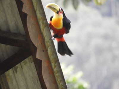 Barrett_DSCN5782_Red-breasted Toucan.JPG