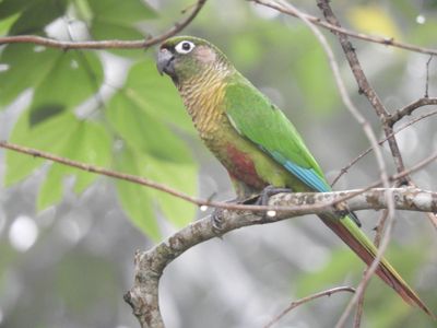 Barrett_DSCN5804_Maroon-bellied Parakeet.JPG