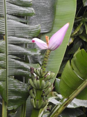Barrett_DSCN5815_banana sp.JPG