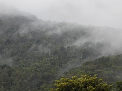 Barrett_DSCN5818_Atlantic rain forest.JPG