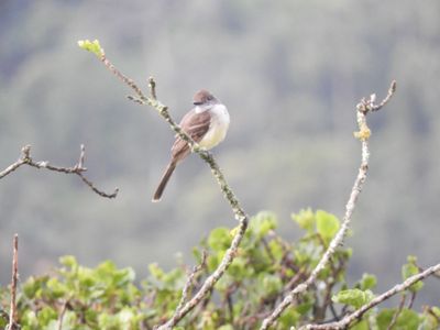 Barrett_DSCN5820_Short-crested Flycatcher.JPG