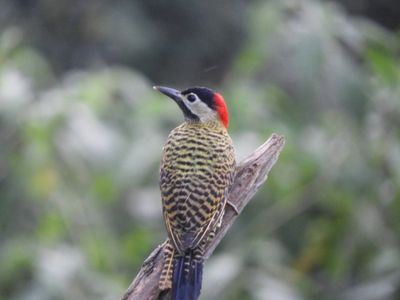 Barrett_DSCN5831_Green-barred Woodpecker.JPG