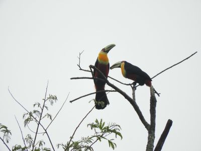 Barrett_DSCN5867_Red-breasted Toucans.JPG