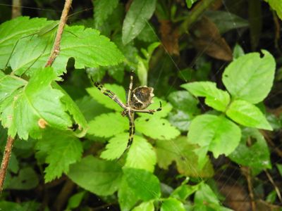 Barrett_DSCN5872_Silver Garden Orbweaver.JPG