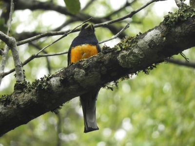 Barrett_DSCN5894_Surucua Trogon.JPG