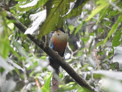 Barrett_DSCN5905_Rufous-capped Motmot.JPG