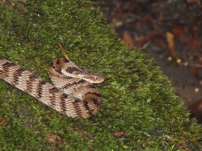 Barrett_DSCN5932_Neuwied's False Fer-de-Lance.JPG
