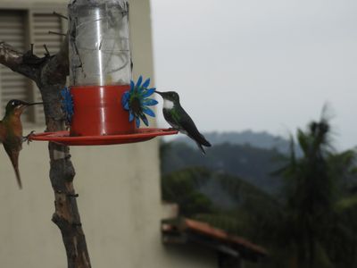 Barrett_DSCN5979_White-throated Hummingbird.JPG