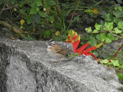 Barrett_DSCN6016_Rufous-collared Sparrow.JPG