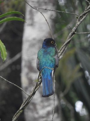 Barrett_DSCN6078_Surcua Trogon.JPG