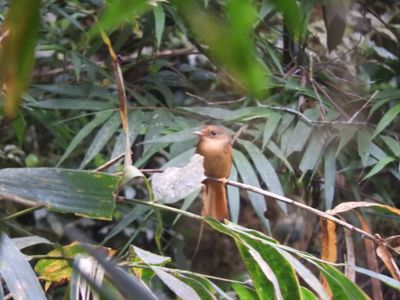 Barrett_DSCN6098_Atlantic Royal Flycatcher.JPG