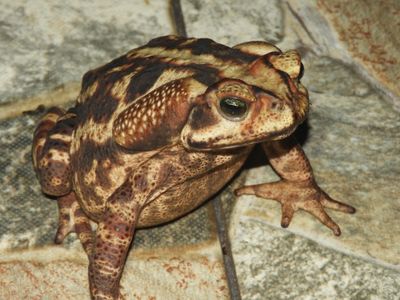 Barrett_DSCN6110_Yellow Cururu Toad.JPG