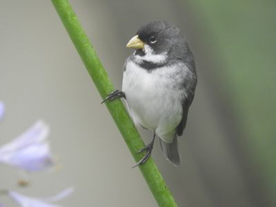 Barrett_DSCN6119_Double-collared Seedeater.JPG
