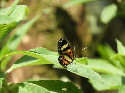 Barrett_DSCN6139_Placidina euryanassa butterfly.JPG
