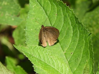 Barrett_DSCN6141_skipper sp.JPG