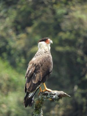 Barrett_DSCN6195_Crested Caracara.JPG