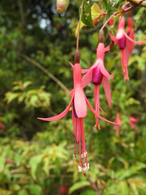 Barrett_DSCN6207_Fuchsia sp.JPG