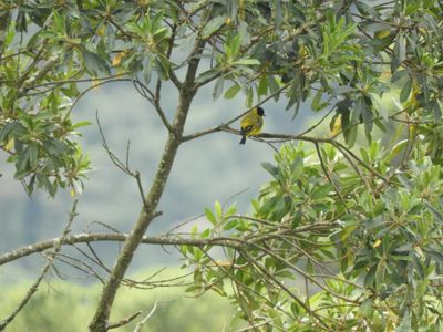 Barrett_DSCN6214_Hooded Siskin.JPG