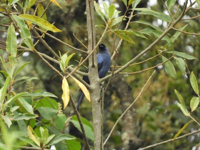 Barrett_DSCN6223_Diademed Tanager.JPG