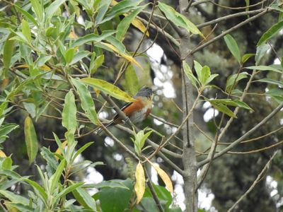 Barrett_DSCN6224_Buff-throated Warbling Finch.JPG