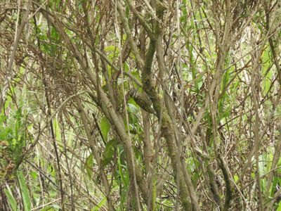 Barrett_DSCN6231_White-spotted Woodpecker.JPG