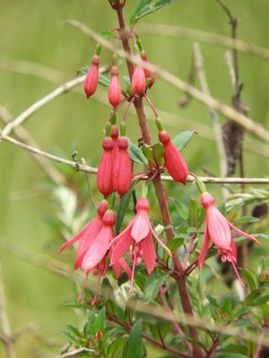 Barrett_DSCN6246_Fuchsia sp.JPG