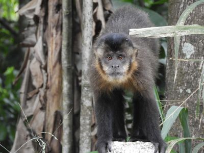 Barrett_DSCN6303_Black Capuchin.JPG
