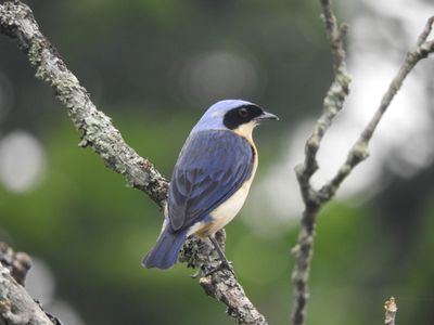Barrett_DSCN6336_Fawn-breasted Tanager.JPG