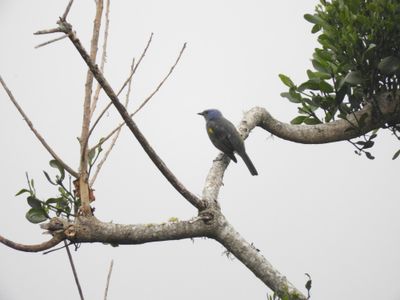 Barrett_DSCN6338_Golden-chevroned Tanager.JPG