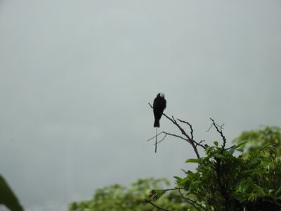 Barrett_DSCN6366_Long-tailed Tyrant.JPG