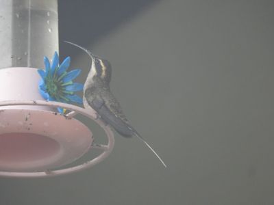 Barrett_DSCN6383_Scale-throated Hermit.JPG